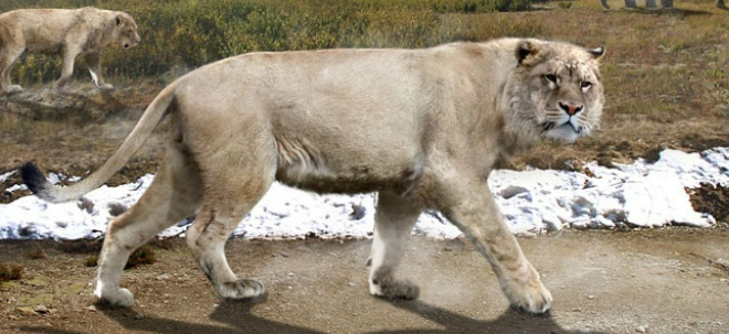 Leo Spelaea