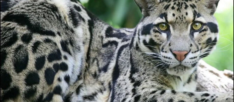 Leopardo Nebuloso