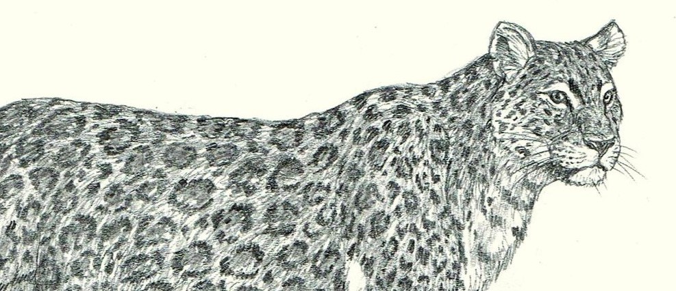 Leopardo das Cavernas